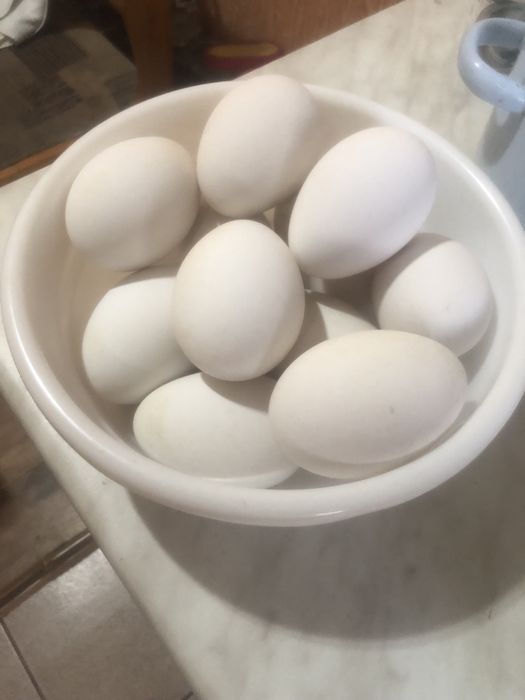 Гуси королевские, Линда, Датский мамут. G'ozlar