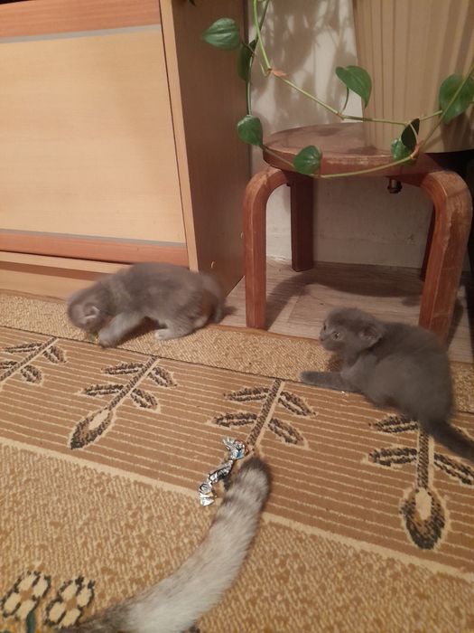 Катята бесплатно
