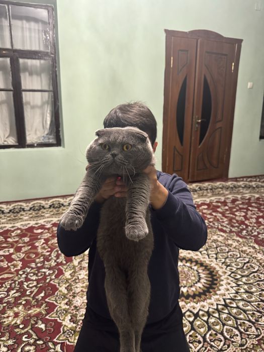 Не продаётся, для вязки.