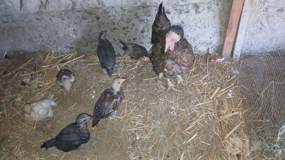 Tovuq lar jo‘jalari bilan sotiladi hozir katta katta jo‘jalari ham 6ta
