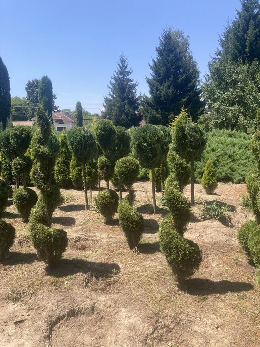 Tuia de vanzare Hunedoara