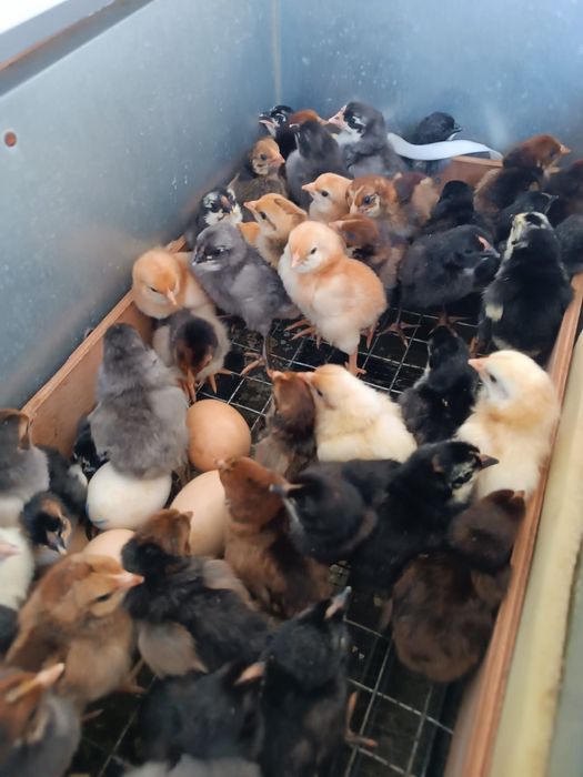 Цыплята.  цыплята