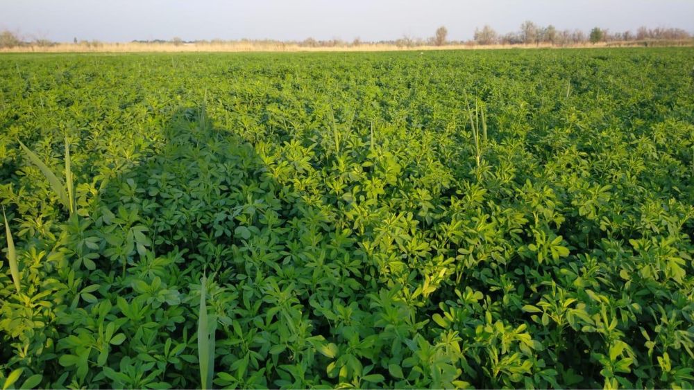 Семена Люцерна Жоңышқа Беде Клевер GEA