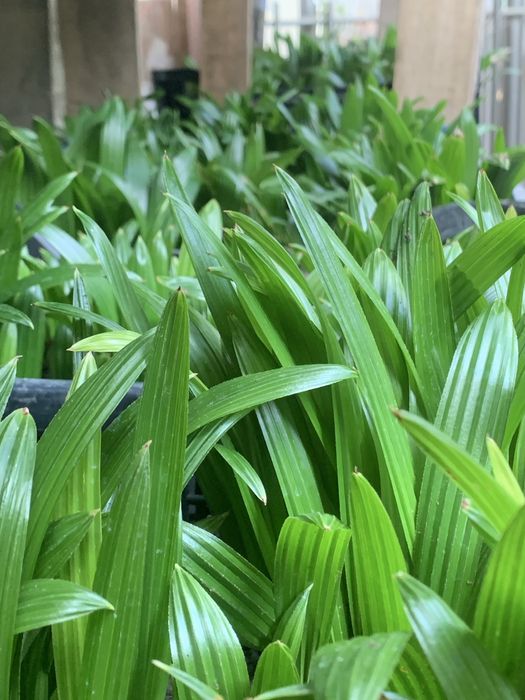 Саксия с Млади Палми трахикарпус