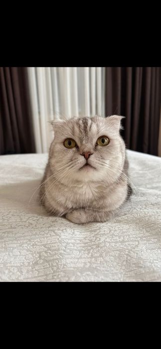 Котёнок скотиш страйт