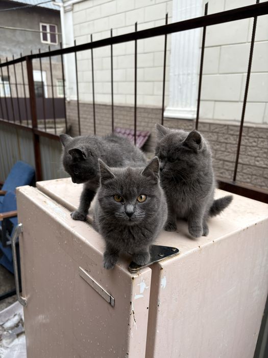 Кошка британский метис