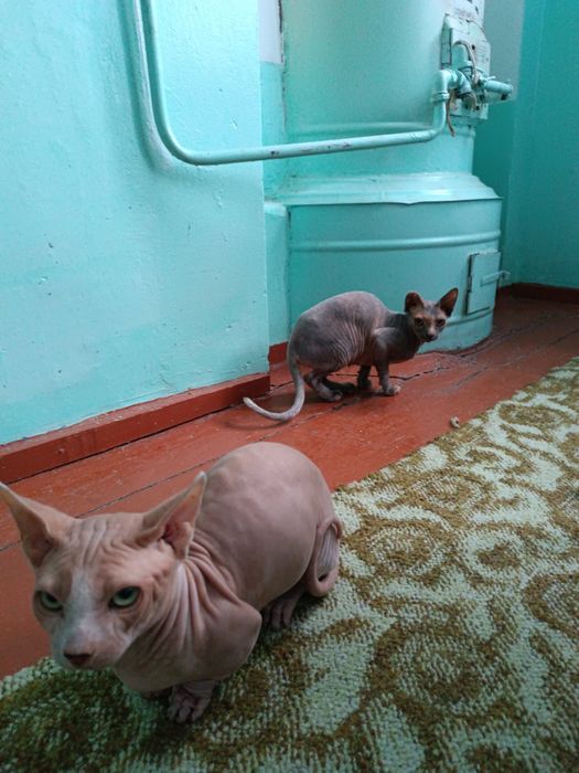 Mushuk 1yoshdan kotta