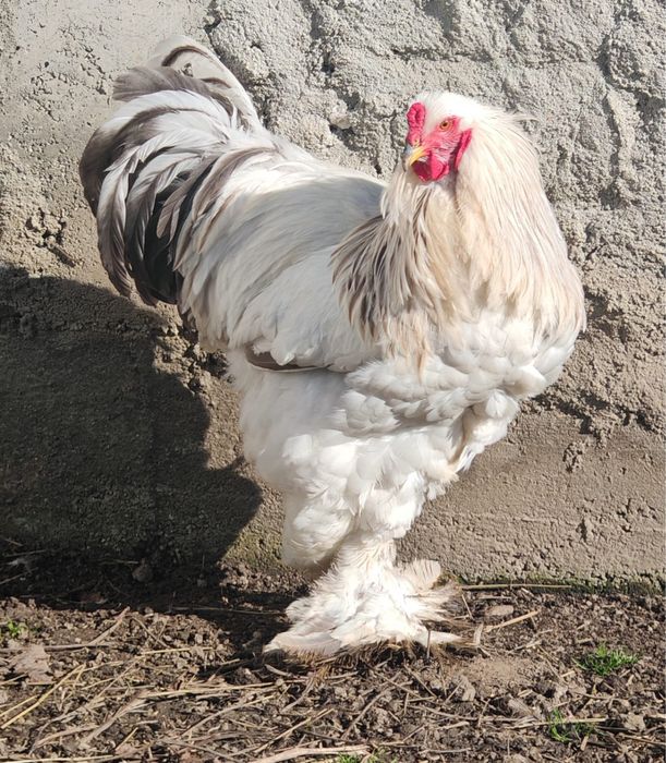 Pui Brahma Herminat Deschis HD