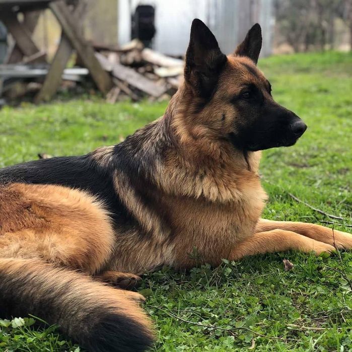 Щенок немецкой овчарки, девочка