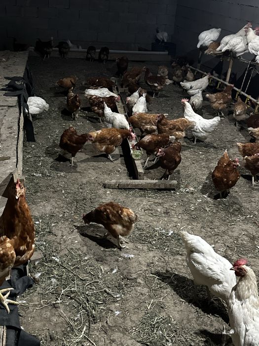 Продам курей несушки