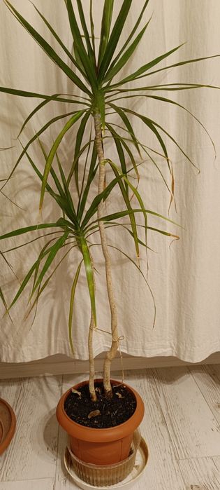 Драцени маргината и драцена фрагранс 100-120см