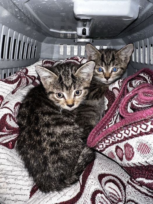 Отдам бессплатно котят