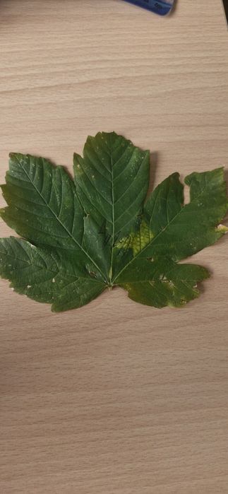 Листо с подпис от сестрата на Хриси Георгиева