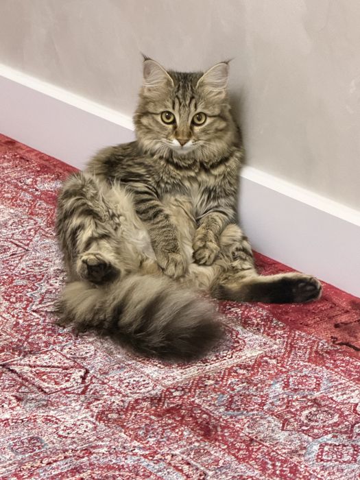 Отдаем кошку в хорошие руки