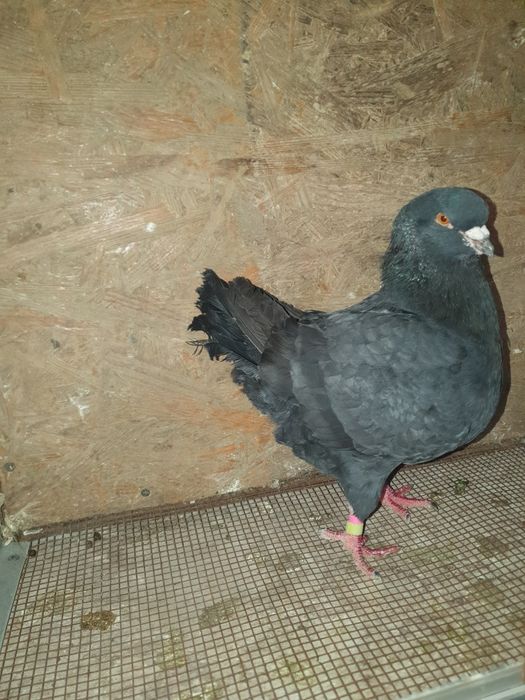 Vand porumbei kingi