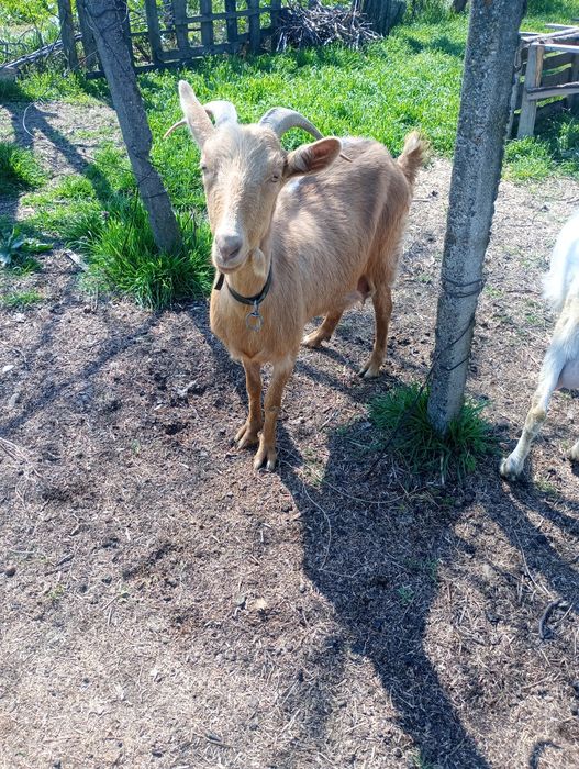 2 Capre cu lapte