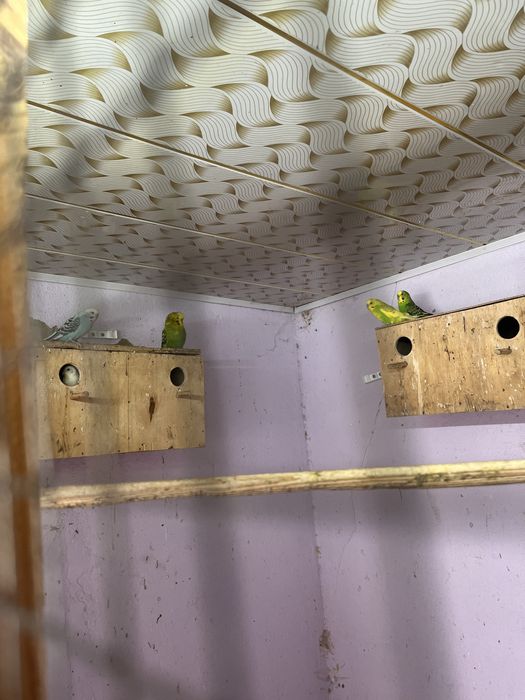 Волнистые попугай