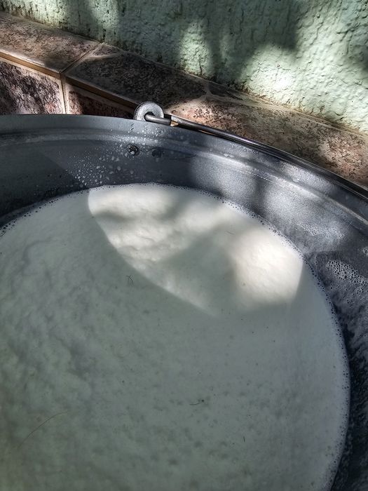 Продам дойную корову
