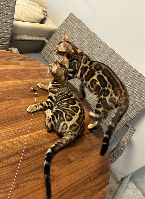 Бенгалско коте, момче, момиче