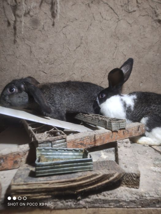 Продается кролики