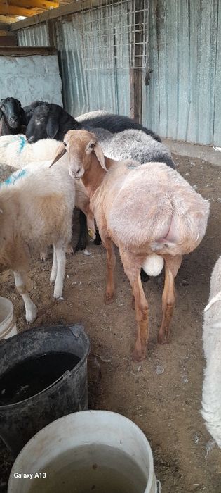 Продам хороших баранов