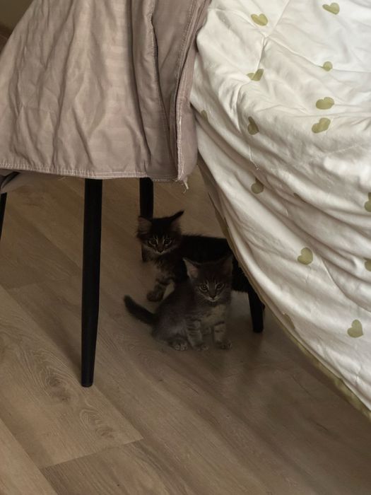 Отдам два котенка в хорошие руки