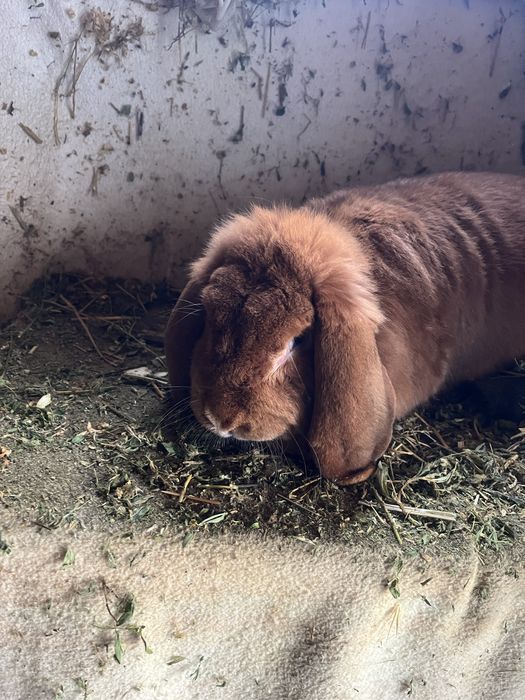 De vanzare 2 Iepuri Berbec German portocaliu ( tatuati).