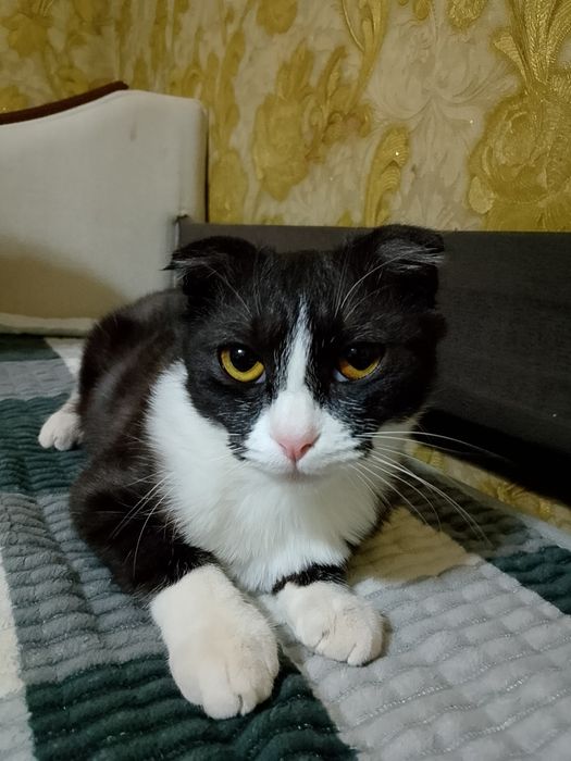 Отдам кошку в добрые руки