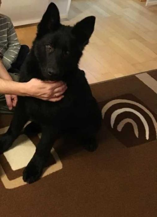 Щенок овчарки немецкой ищет дом