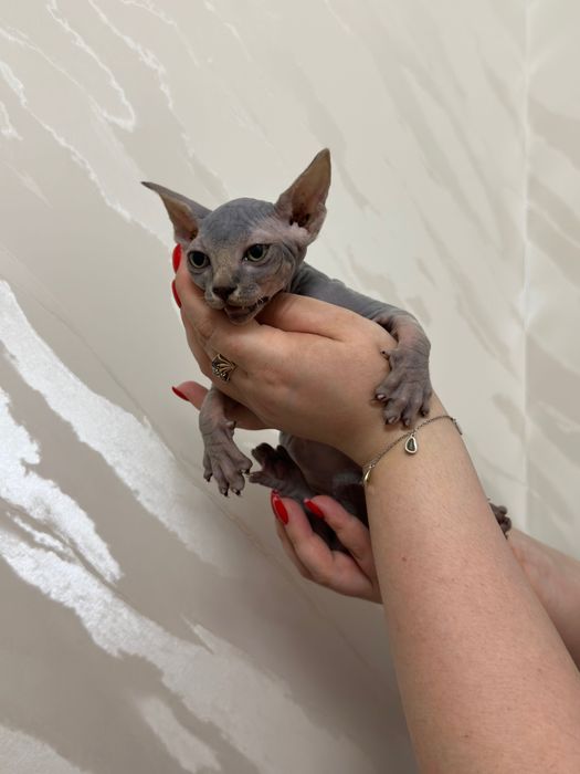 Чистокровная девочка сфинкс 2 месяца