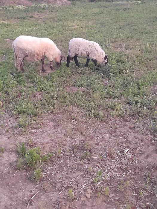 De vanzare o oaie cu miel, la prima fătare