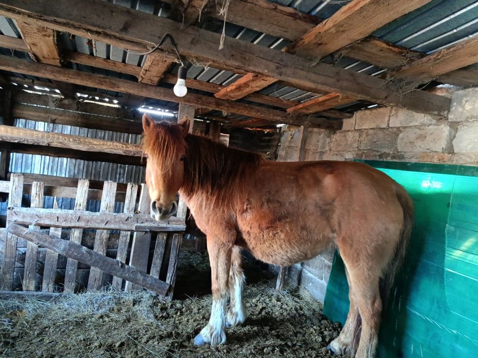 Кулынды Бие сатылады