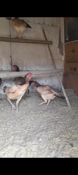 Дакандар сатылады