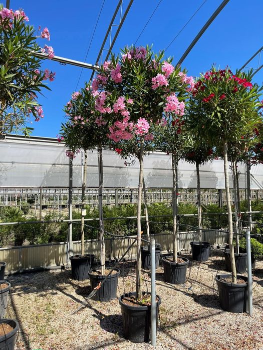 Amenajam gradini, proiectare peisagistica, gazon rulou, sisteme de irigare automatizate profesionale , plante  ornamentale de gradina, copaci, maslini