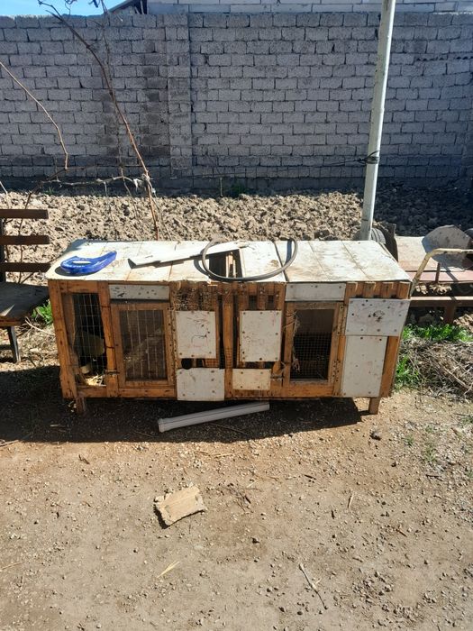 Куён инлари сотилади 5 дона. Нархини келишамиз. Иккита радильнийси бор