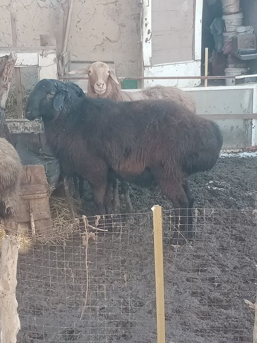 Семиз койлар сатылады бордакы