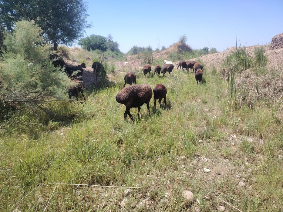 Holati alo darajada