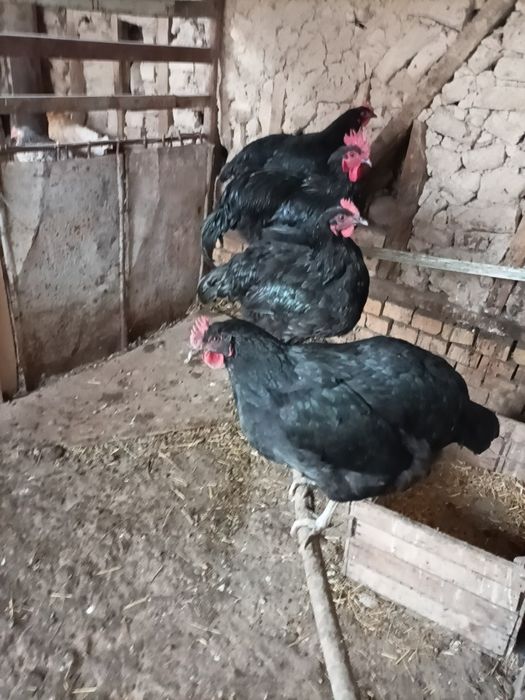 Qora shaxzoda tovuq tuxumi