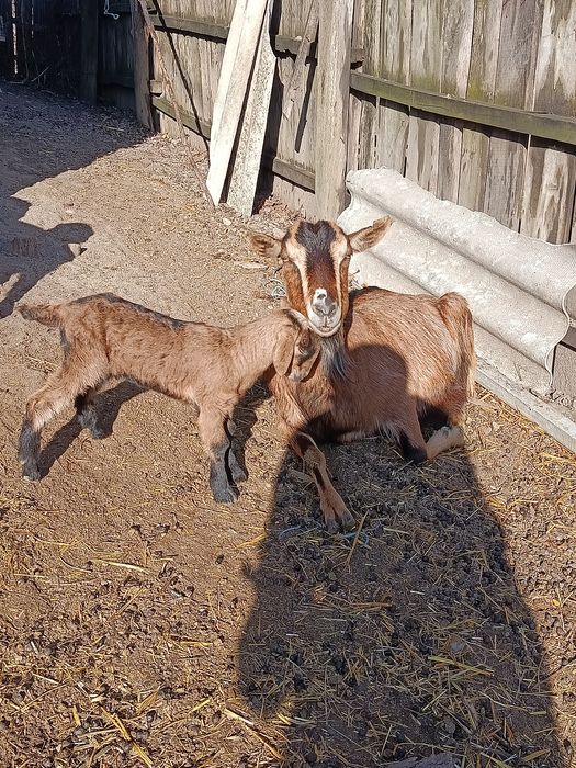 2 capre fătate cu ied