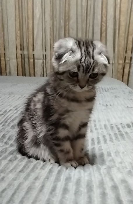Шикарная Скоттиш фолд. Кошечка.