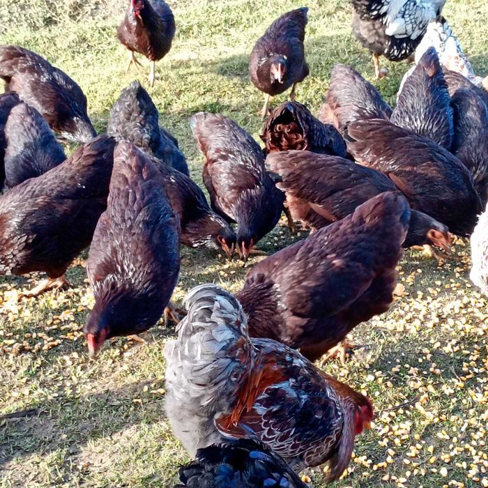 Puice rhode island, cocoși Wyandotte