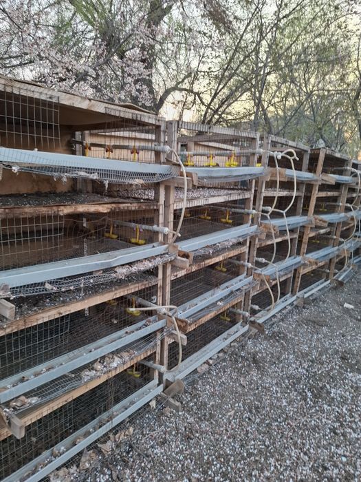 Клетка для перепелов