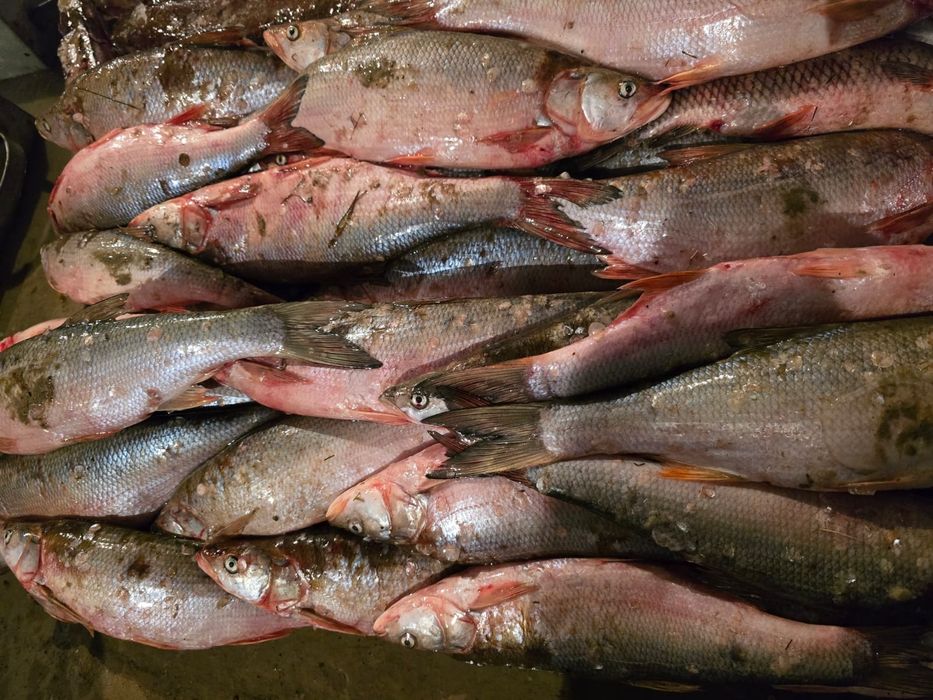 Свежая рыба оптом