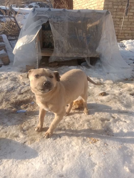 Пид булд кушык сатам