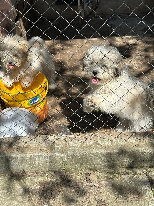 Bichon Havanez spre adoptie
