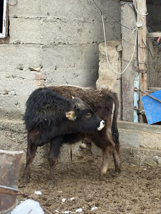 Бык бука сатылады