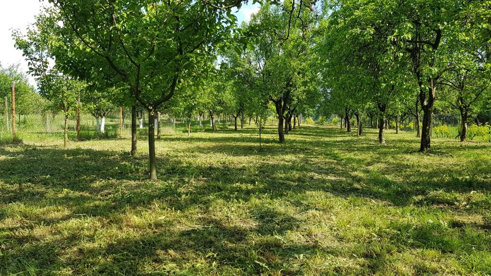 Teren Oradea ( gaz, apa, curent)str Fagetului  51 eur/mp