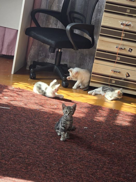 Отдам котят в добрые руки