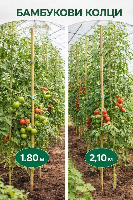 Бамбукови колци за укрепване на домати на 1,80м. и 2,10м.