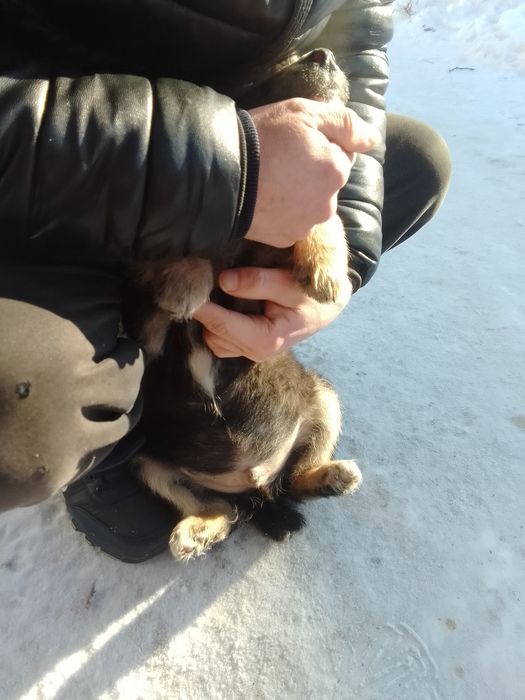 Отдам щенков двух